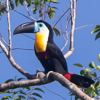 Channel-billed Toucan